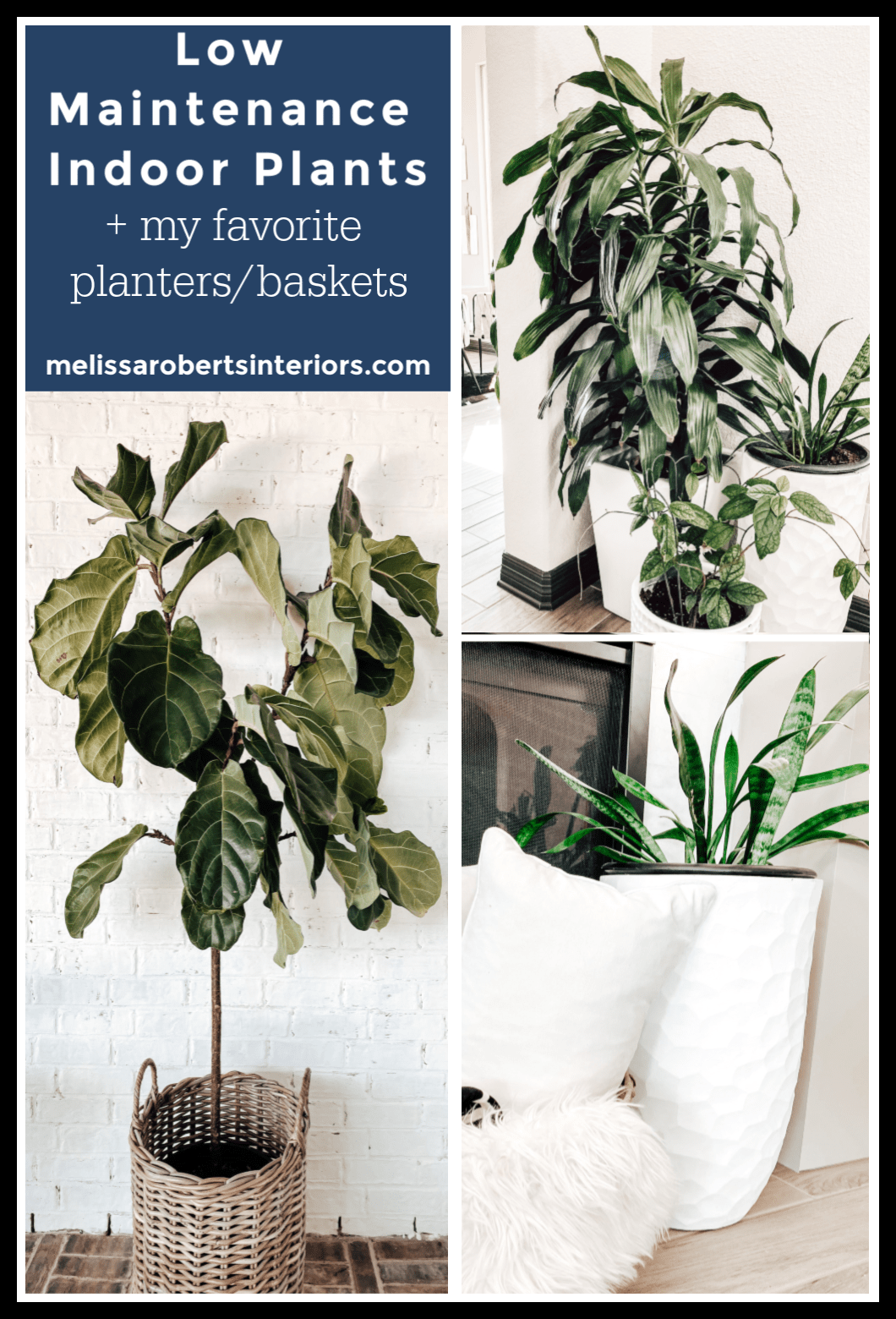 7 Low Maintenance Indoor Plants – Melissa Roberts Interiors